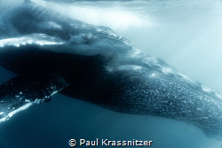 A humpback whale mother and her calf. Each year a group o... by Paul Krassnitzer 
